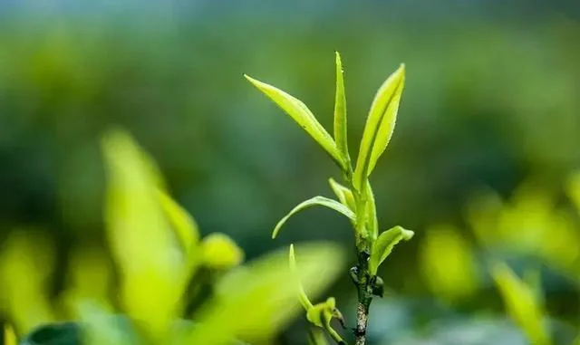 Sedative Effect Enhances Immunity Green Tea L-Theanine / Camellia Sinensis (L.) O. Ktze.