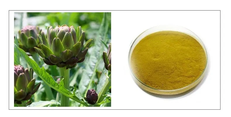 E. K Herb Kosher & Halal Certified Plant Extract Factory100% Natural High Purity Nutritional Supplement Artichoke Extract Herbal Medicine Organic Artichoke