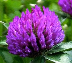 Растительный экстракт экстракт красного клевера изофлавоны фитоэстрогены